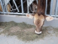 offenstall-tag-eins_050