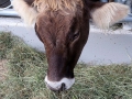 offenstall-tag-eins_052