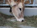 offenstall-tag-eins_062