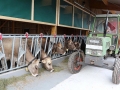 offenstall-tag-eins_067