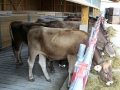 offenstall-tag-eins_077