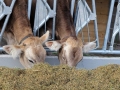 offenstall-tag-eins_081