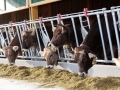 offenstall-tag-eins_090