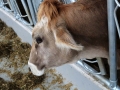 offenstall-tag-eins_097