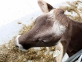 offenstall-tag-eins_099