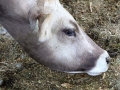 offenstall-tag-eins_101