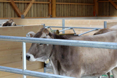 Kälberaufzucht – Jungvieh-Offenstall in Betrieb