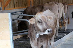 Kälberaufzucht – Jungvieh-Offenstall in Betrieb
