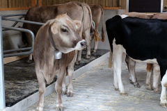 Kälberaufzucht – Jungvieh-Offenstall in Betrieb