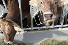 Kälberaufzucht – Jungvieh-Offenstall in Betrieb
