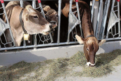 Kälberaufzucht – Jungvieh-Offenstall in Betrieb