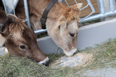 Kälberaufzucht – Jungvieh-Offenstall in Betrieb