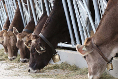 Kälberaufzucht – Jungvieh-Offenstall in Betrieb