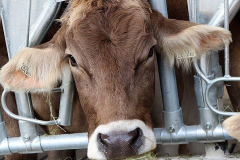 Kälberaufzucht – Jungvieh-Offenstall in Betrieb