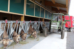 Kälberaufzucht – Jungvieh-Offenstall in Betrieb