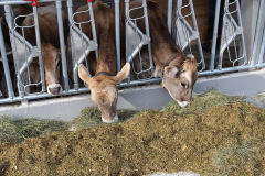 Kälberaufzucht – Jungvieh-Offenstall in Betrieb