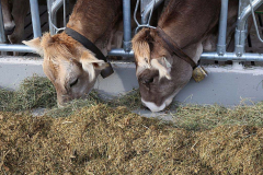 Kälberaufzucht – Jungvieh-Offenstall in Betrieb