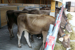 Kälberaufzucht – Jungvieh-Offenstall in Betrieb