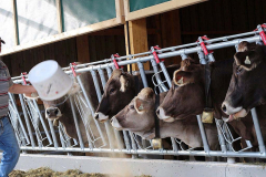 Kälberaufzucht – Jungvieh-Offenstall in Betrieb