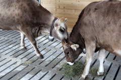 Kälberaufzucht – Jungvieh-Offenstall in Betrieb