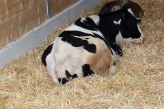 Kälberaufzucht – Jungvieh-Offenstall in Betrieb