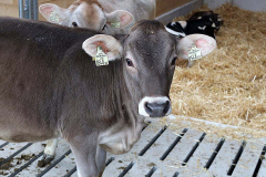 Kälberaufzucht – Jungvieh-Offenstall in Betrieb