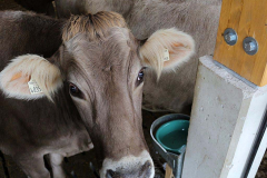 Kälberaufzucht – Jungvieh-Offenstall in Betrieb