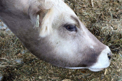 Kälberaufzucht – Jungvieh-Offenstall in Betrieb