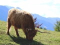 Mais- und Kartoffelernte