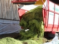 Maisernte 2013