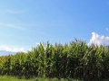 Maisernte 2013