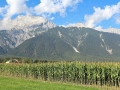 Maisernte 2013