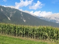 Maisernte 2013