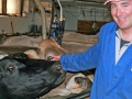 Milchwirtschaft: “Cattle first”