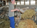 Milchwirtschaft: “Cattle first”