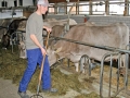 Milchwirtschaft: “Cattle first”