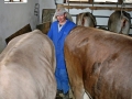 Milchwirtschaft: “Cattle first”