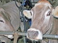Milchwirtschaft: “Cattle first”