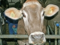 Milchwirtschaft: “Cattle first”