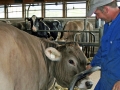Milchwirtschaft: “Cattle first”