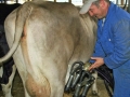 Milchwirtschaft: “Cattle first”