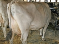 Milchwirtschaft: “Cattle first”