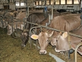 Milchwirtschaft: “Cattle first”