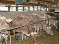 Milchwirtschaft: “Cattle first”