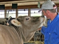 Milchwirtschaft: “Cattle first”