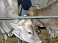 Milchwirtschaft: “Cattle first”