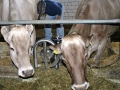 Milchwirtschaft: “Cattle first”