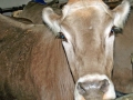 Milchwirtschaft: “Cattle first”
