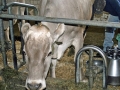 Milchwirtschaft: “Cattle first”