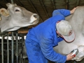 Milchwirtschaft: “Cattle first”